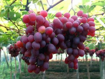 點擊查看詳細信息<br>標題：葡萄專用膜使用案例 閱讀次數(shù)：10505