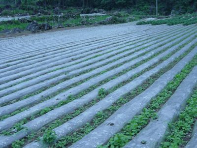 點擊查看詳細信息<br>標題：西瓜專用膜使用案例 閱讀次數(shù)：9086