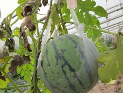 點擊查看詳細信息<br>標題：西瓜專用膜使用案例 閱讀次數(shù)：9856