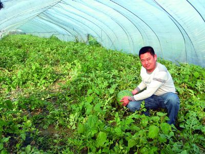 點擊查看詳細信息<br>標題：西瓜專用膜使用案例 閱讀次數(shù)：11492