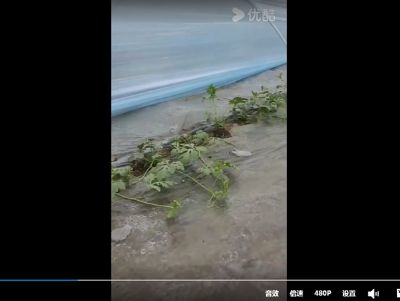 點擊查看詳細信息<br>標題：金鵬高保溫膜，西瓜苗長勢喜人 閱讀次數(shù)：1278